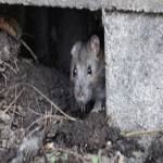 rat pestcontrol Profile Picture