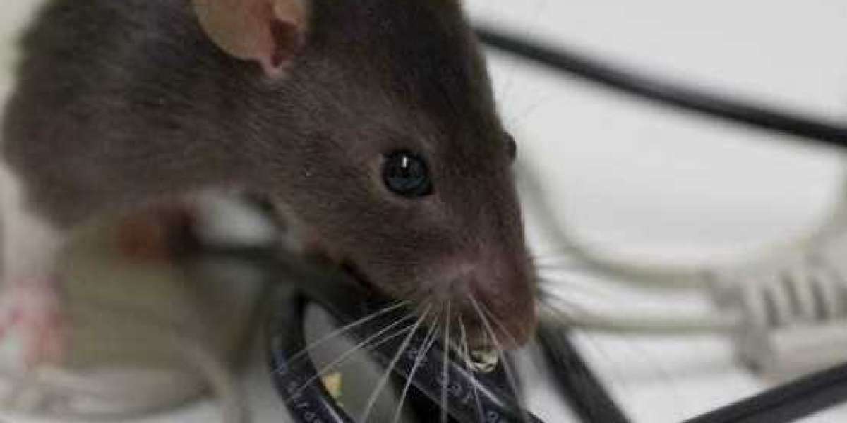 Stop Rat Infestations Early with Trusted Pest Control in Wanneroo